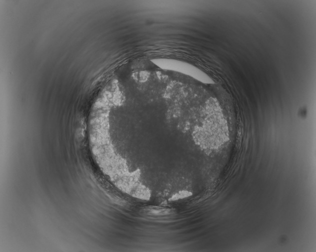 X0000116120555201001040952
