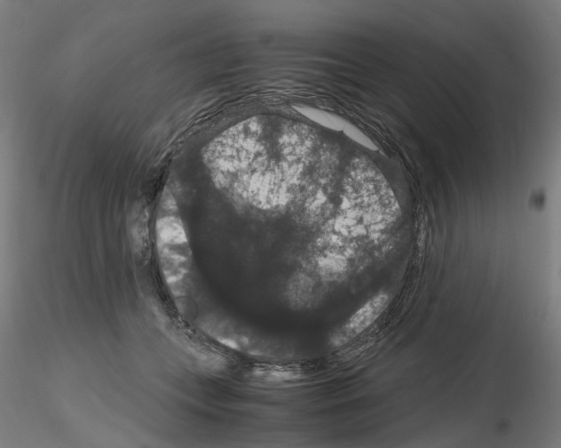 X0000116120559201001040953
