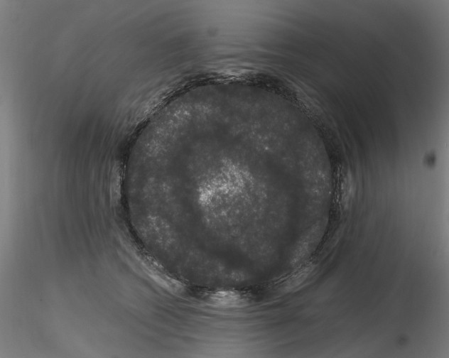 X0000116120562201001040953