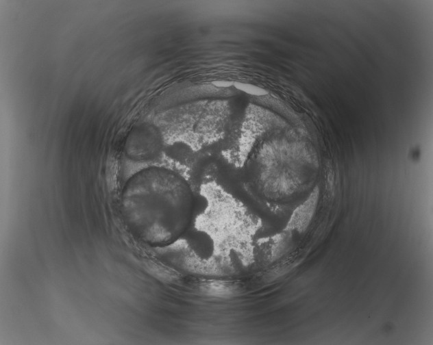 X0000116120565201001040953