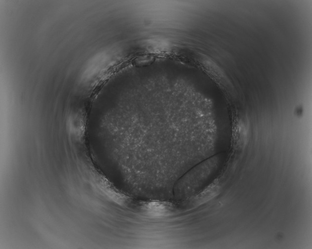 X0000116120566201001040953