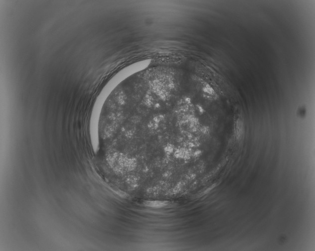X0000116120575201001040953