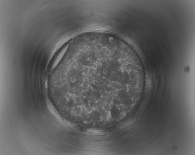 X0000116120582201001040952