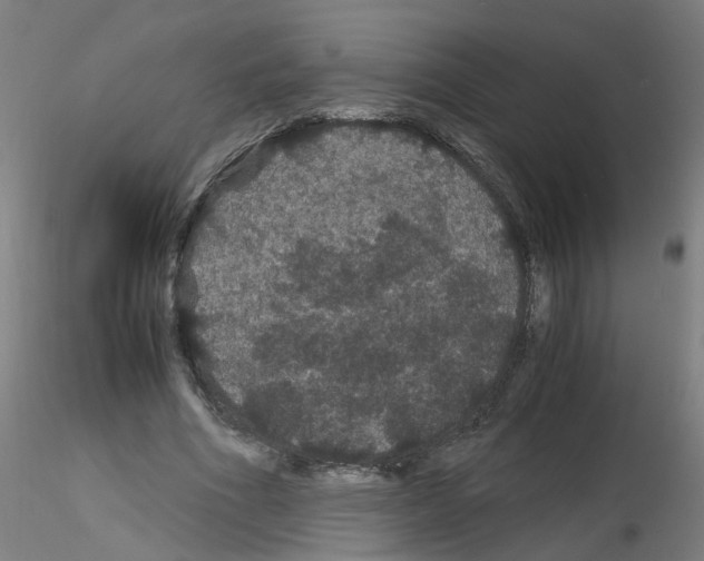 X0000116120586201001040952