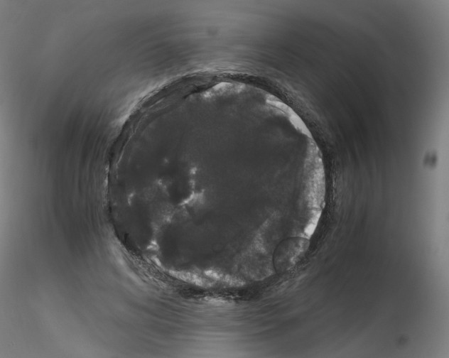 X0000116120592201001040952