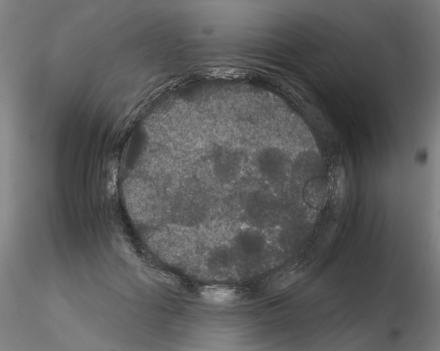 X0000116120602201001040952