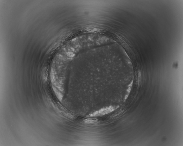 X0000116120606201001040952