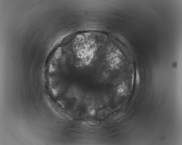 X0000116120627201001040951