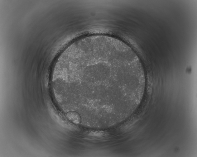 X0000116120631201001040951