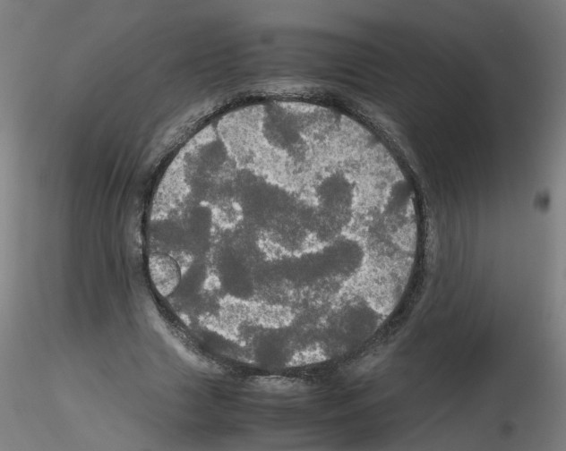 X0000116120633201001040951