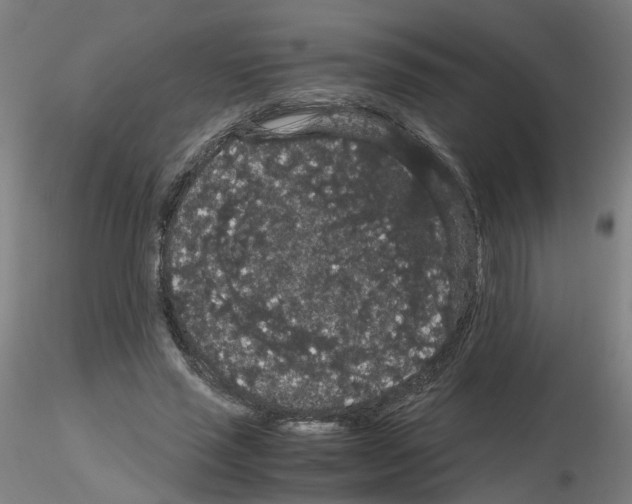 X0000116120637201001040951