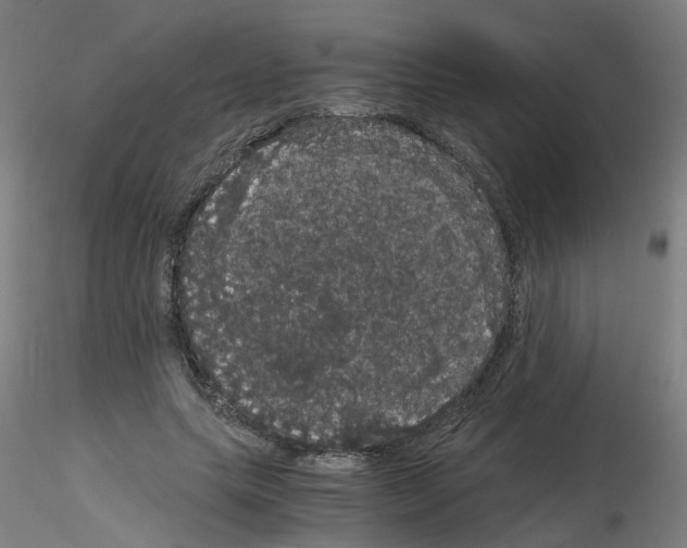 X0000116120639201001040951