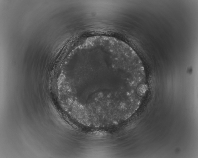 X0000116120642201001040951