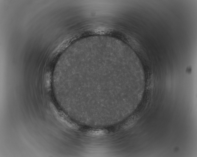 X0000116120646201001040951