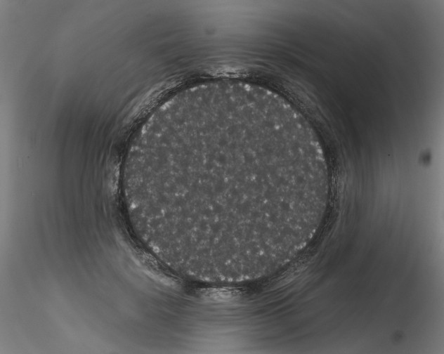 X0000116120652201001040951