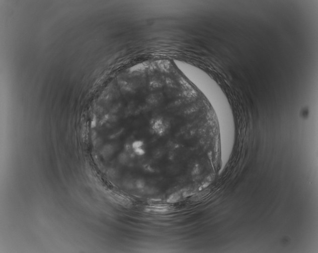 X0000116120659201001040951