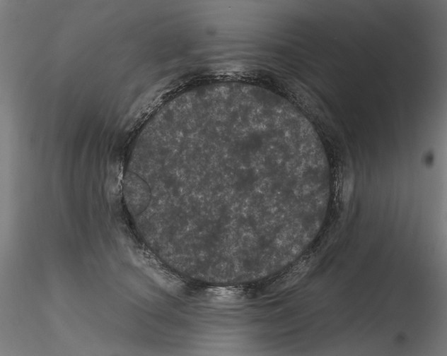 X0000116120660201001040951