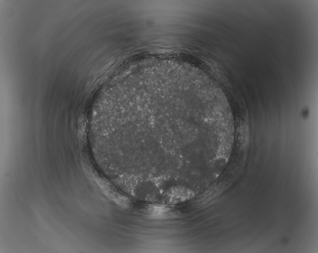 X0000116120662201001040951
