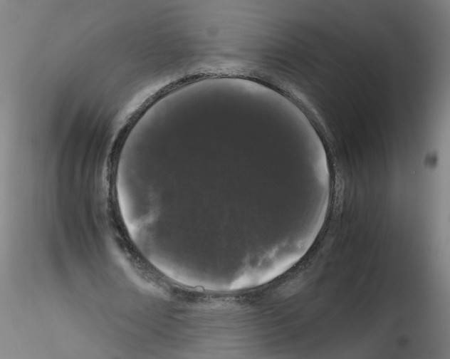 X0000116120674201001040951