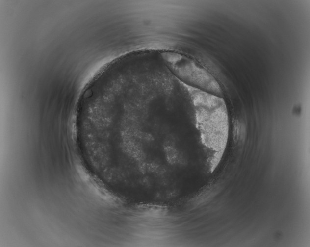 X0000116120676201001040951