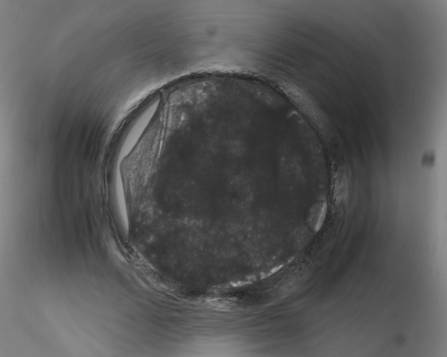 X0000116120680201001040951