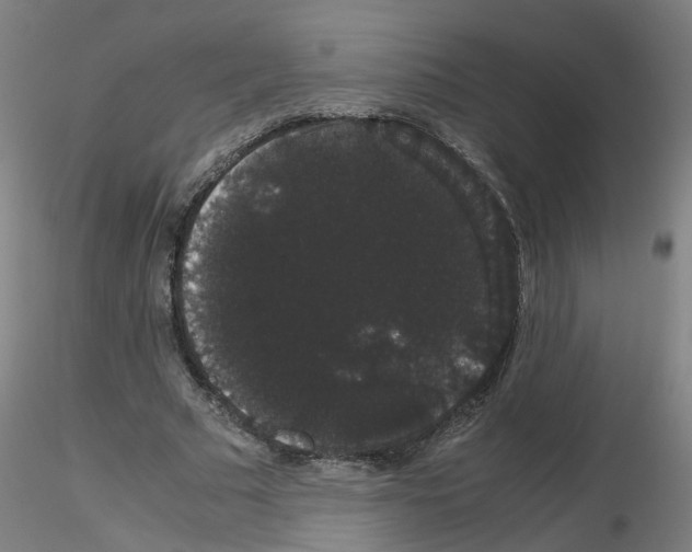 X0000116120681201001040951