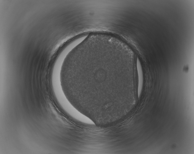 X0000116120684201001040951