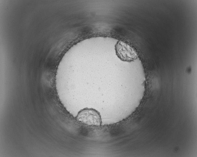X0000116120709201001040950