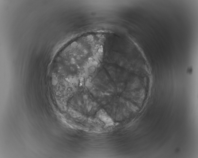 X0000116120721201001040949