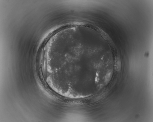 X0000116120726201001040950