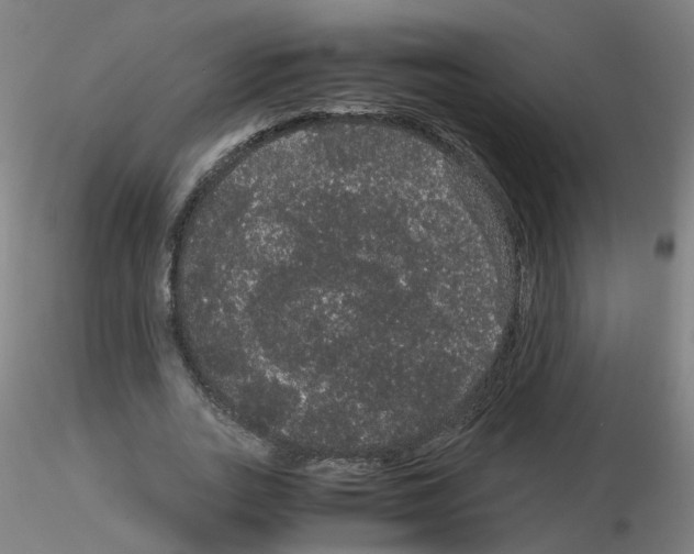 X0000116120727201001040950