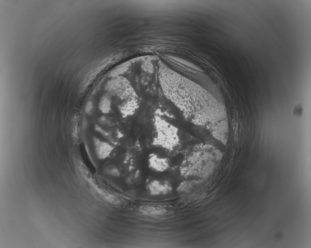 X0000116120729201001040950