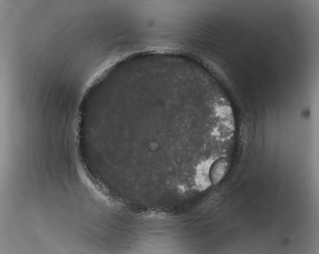 X0000116120730201001040950