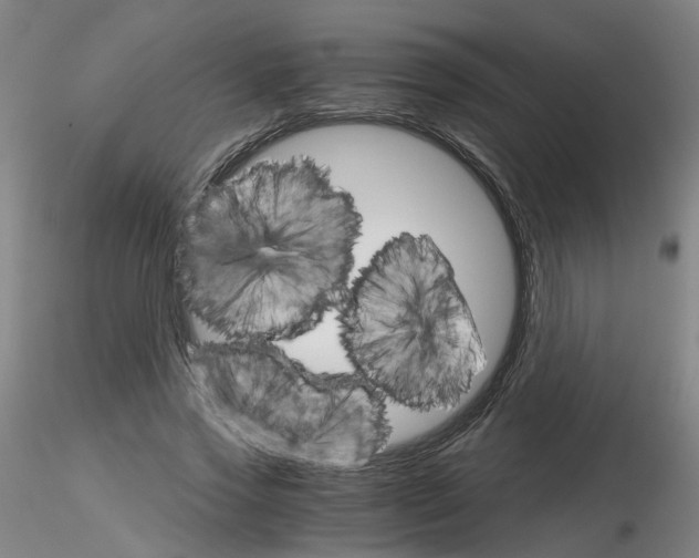 X0000116120733201001040950