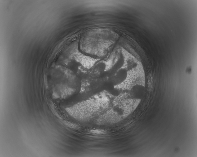 X0000116120741201001040950