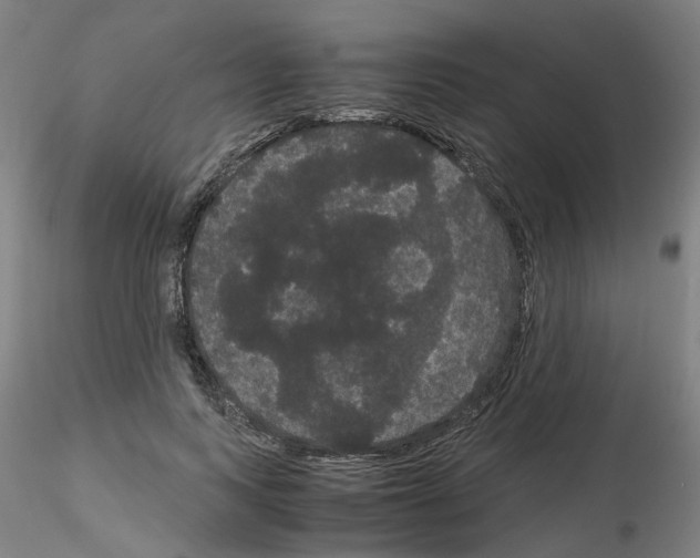 X0000116120743201001040950