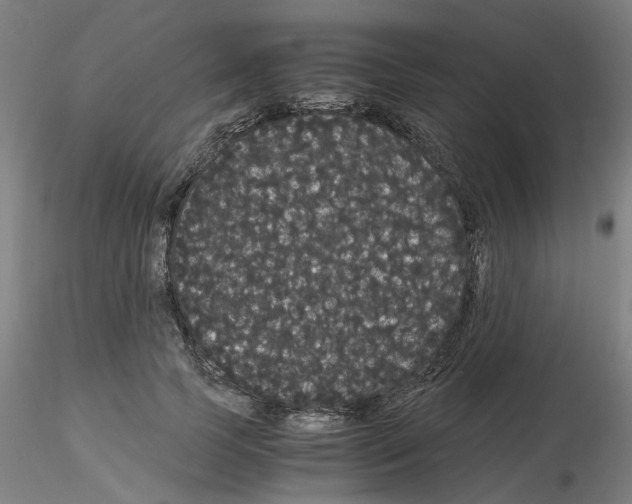 X0000116120745201001040950