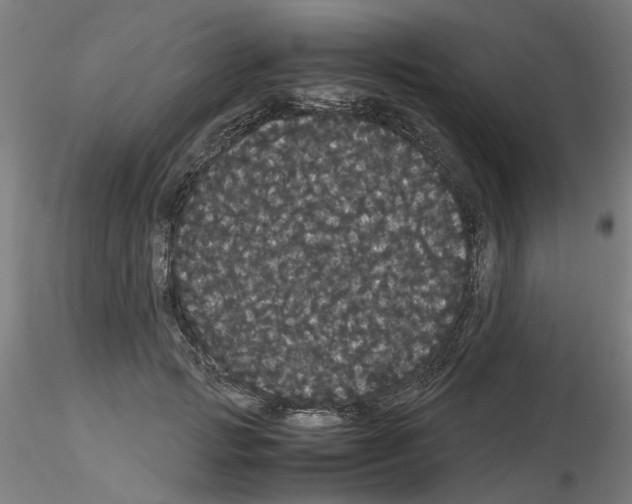 X0000116120749201001040950