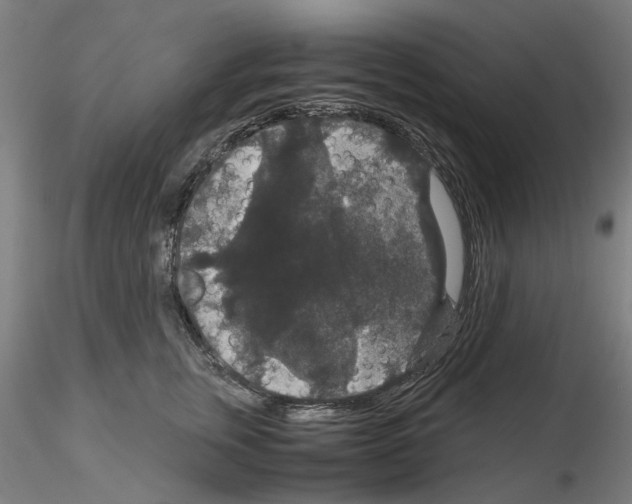 X0000116120759201001040950