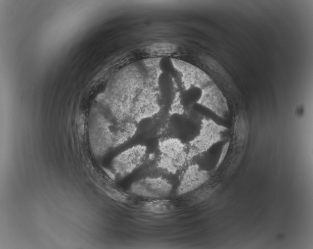 X0000116120761201001040950