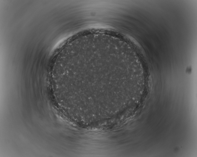 X0000116120775201001040949