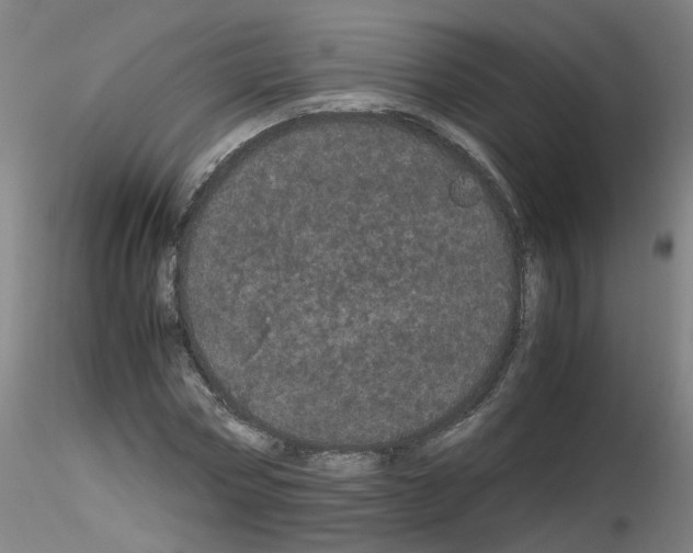 X0000116120778201001040949