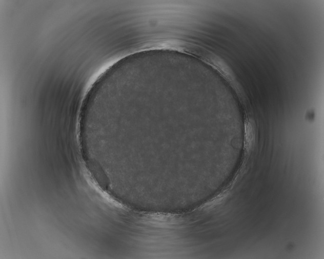 X0000116120780201001040949