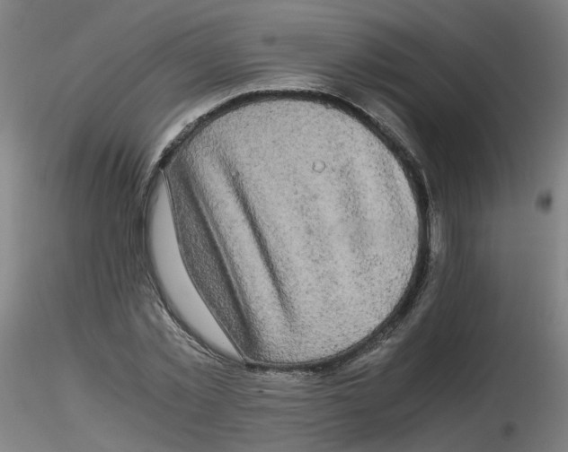 X0000116120781201001040949