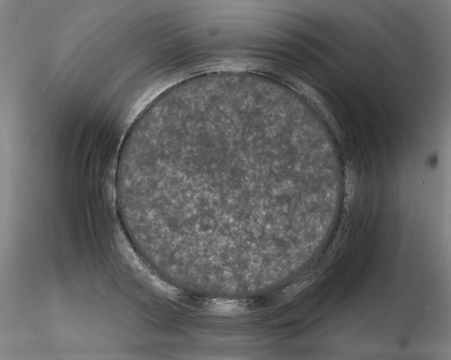 X0000116120794201001040949
