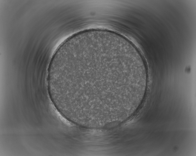 X0000116120799201001040949