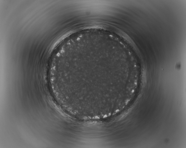 X0000116120826201001040948
