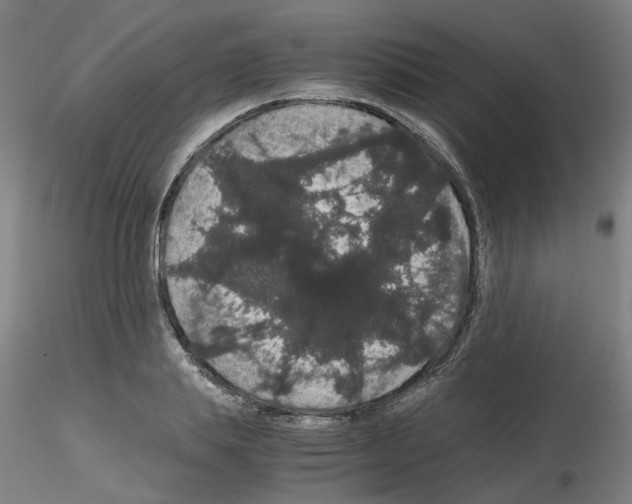 X0000116120839201001040948