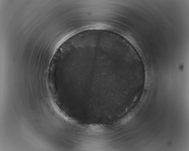 X0000116120850201001040949