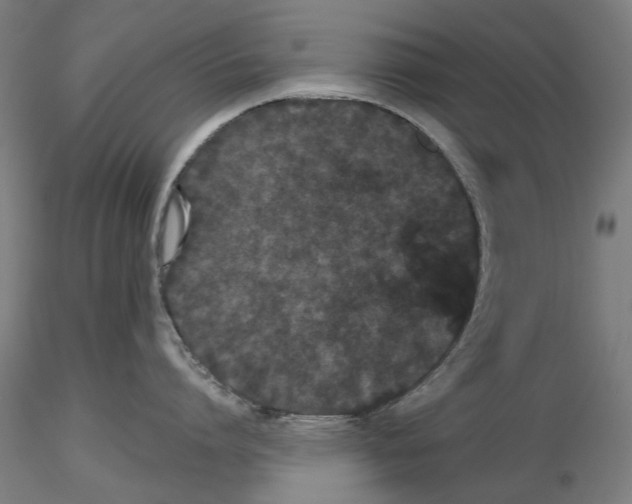 X0000116120864201001040949